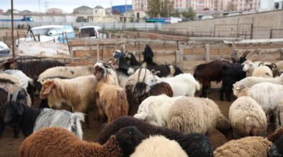 Azərbaycanda heyvan satışı bazarları ilə bağlı yeni qadağa