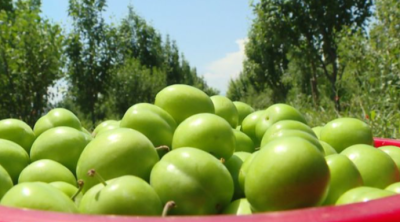 Azərbaycanda alça bağlarında DƏHŞƏTLİ xəstəlik yayıldı - VİDEO