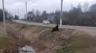 Küçədə gəzən ayı kameraya düşdü &ndash; VİDEO