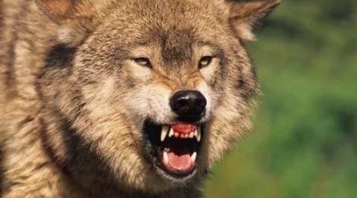 İmişlidə canavarlar kəndə hücum etdi &ndash; ANBAAN VİDEO