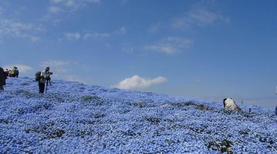 Yaponiya maviyə büründü &ndash; FOTO