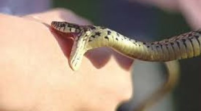 Yevlaxda kişini ilan sancdı - təcili BAKIYA göndərildi