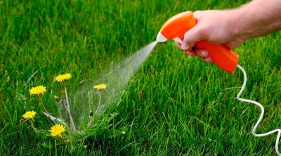 Kimyəvi maddə istifadə etmədən alaq otlarını yox edən sadə üsul