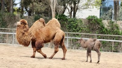 Bakı Zooloji Parkında ikihürgüclü dəvə balası doğuldu - FOTO