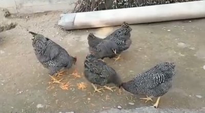 İt də getdi, ip də... &ndash; 140 manat ödədi, ortada nə xoruz var, nə fərə - VİDEO