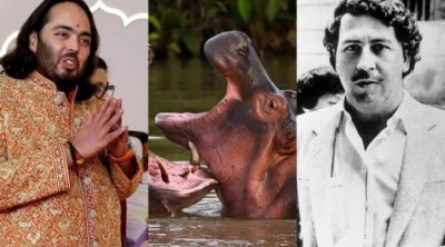 Hindistanın ən varlı adamının oğlundan Pablo Eskobarın begemotları ilə bağlı AÇIQLAMA