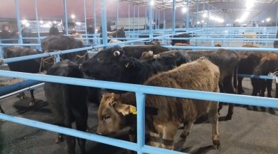 Şəkidə heyvan bazarı fəaliyyətini bərpa edir