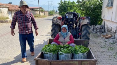 Meyvəsindən çox yarpağı qazanc gətirir... &ndash; Xarici ölkələrə də SATIRLAR - FOTO