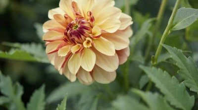 Latviyada "Bakı" adlı yeni "dahlia" sortu çiçəyi yaradıldı &ndash; FOTO