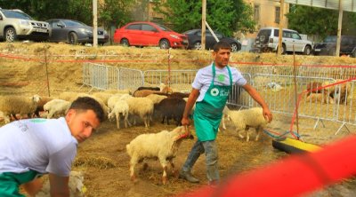 Qurbanlıq heyvanlar neçəyədir? &ndash; VİDEO