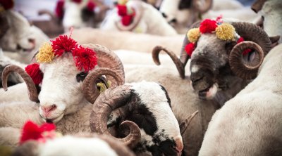 Qurban ətini nə qədər saxlamaq olar?
