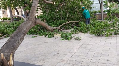 Dünəndən bəri Bakıda 41 ağac sınıb - FOTO