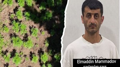 Hirkan Milli Parkında narkoplantasiya aşkarlandı - FOTO/VİDEO