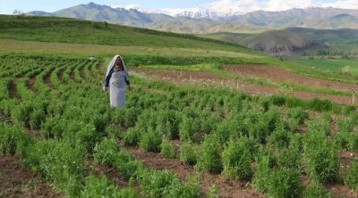 Şəhərdən kəndə köçüb, təsərrüfat YARATDI &ndash; Məhsulun kiloqramını 100 manatdan baha satır &ndash; FOTO