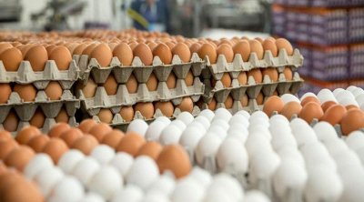 Azərbaycanda yumurtanın qiyməti 1 qəpiyə düşdü: Səbəb nədir?