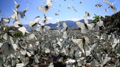 Kəpənəklərdən ibarət "ağ bulud" &ndash; FOTO