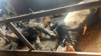 Cəlilabadda heyvanlar arasında naməlum xəstəlik yayıldı &ndash; Heyvanlar tələf olur - FOTO