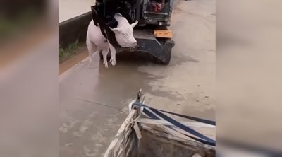 Çində zooparkdakı heyvanları sel apardı - VİDEO