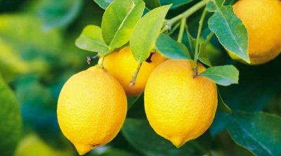 Azərbaycanda limonun qiyməti bahalaşdı - Səbəb nədir?