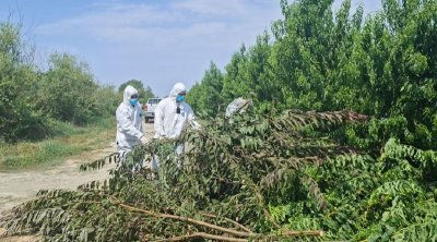 Göyçayda virus aşkarlanan meyvə bağlarında mübarizə tədbirləri görülüb
