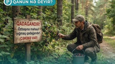 Bəzi məhsulları icazəsiz yığdığınıza görə cərimə oluna bilərsiniz - Qanun nə deyir? – VİDEO