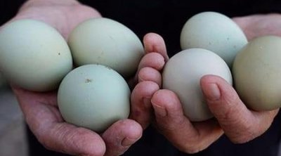 Yumurtanı dondurucuya belə qoyun: Bir il xarab olmur!