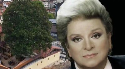 Zeki Mürenə ilham verən 300 illik ağac- Hələ də qorunur+Fotolar