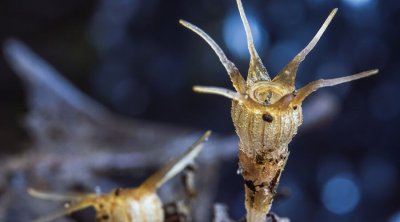 Tailandda günəş işığına ehtiyacı olmayan çiçək tapıldı