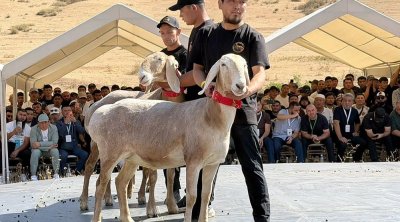 Qırğızıstanda qoyun 1 milyon dollara satıldı