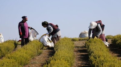 Pendirdən daha çox kalsium ehtiva edir - sümükləri betona döndərir