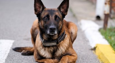 ABŞ-da ilginc yatırım: Klonlaşdırılmış itlər ordusu yaradılır