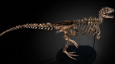 Milyonluq HƏRRAC: Dinozavr skeleti 9 milyona təklif edilir