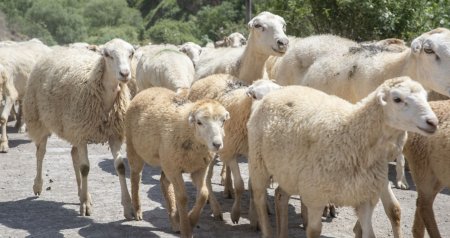 Yerli cins qoyunlar niyə “YOXA ÇIXIR”?