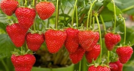 Azərbaycanda qeyri-adi MEYVƏ: Ağacda çiyələk yetişdi - FOTO