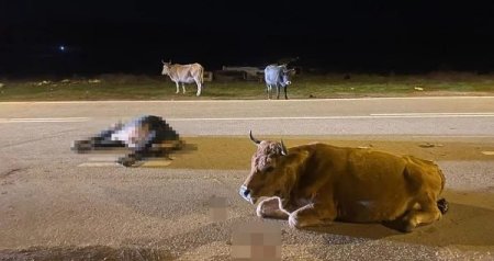 Heyvanların vurduğu zərəri sahibi ödəməlidir? &ndash; Hüquqi İZAH