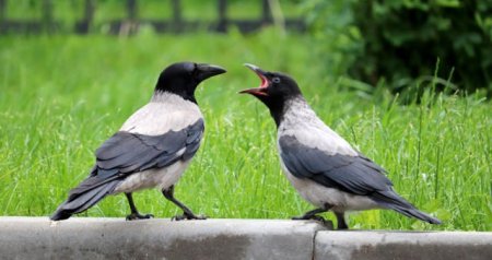 Bakıda qarğalar və sərçələr niyə YOXA ÇIXIB?