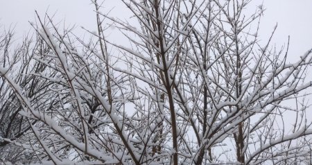 Şimal-Qərb rayonları ağ örpəyə büründü - FOTO/VİDEO