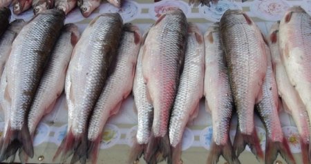 Balıq BAHALAŞACAQ? &ndash; MÜHÜM AÇIQLAMA