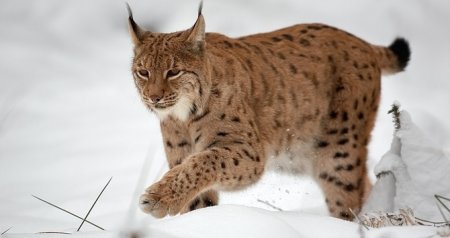 Xocavənddə vəhşi heyvan TƏHLÜKƏSİ - Kənd sakinləri qorxu içində - FOTO