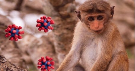 &ldquo;Meymunçiçəyi&rdquo; QAPIDA &ndash; Azərbaycanda bu virusa YOLUXAN var? -RƏSMİ AÇIQLAMA