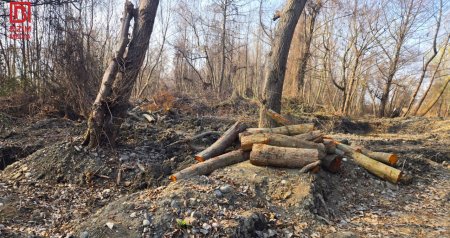 Xaçmazda ekoloji təhlükə &ndash; &ldquo;Qırmızı kitab&rdquo;a düşən qızılağacları kim məhv edir? - VİDEO