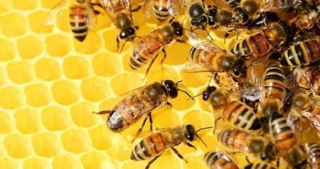 Özbəkistandan Azərbaycana gətirilən arılarda gənə var? - RƏSMİ AÇIQLAMA
