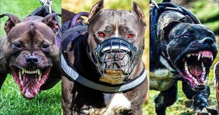 Aqressiv it cinslərinin yaratdığı ÖLÜM TƏHLÜKƏSİ - Onların hücumlarına görə kim cavabdehdir?