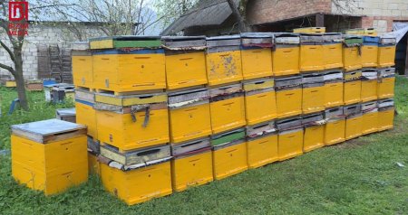 Azərbaycana xaricdən gətirilən arılar RİSK yaradır - Arıçılardan HƏYƏCAN TƏBİLİ &ndash; FOTO 