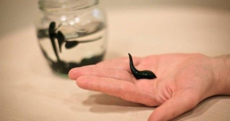 Bu xəbərdən sonra zəlinin qiyməti YÜKSƏLDİ