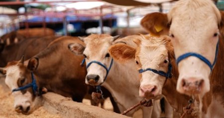 Fermerlərin DİQQƏTİNƏ &ndash; Bu heyvanların bazarda satılmasına icazə VERİLMƏYƏCƏK &ndash; RƏSMİ