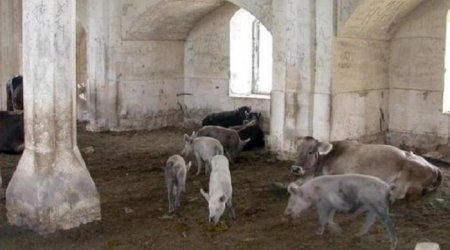 Ermənilər bu məsciddə də donuz saxlayıblar  – VİDEO