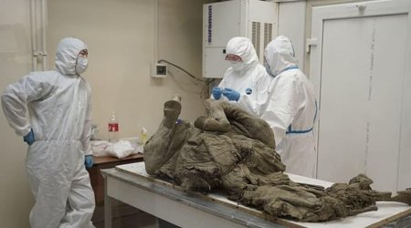 Alimlər 50 min il əvvəlki virusları araşdırmağa başladı - FOTO