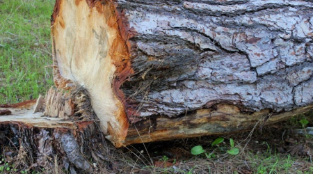 Zəngilandakı ağaclardan ermənilər mebel düzəldib - Qırmızı palıdın aqibəti