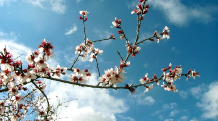 Novruz ölkəyə bu vaxtda qədəm qoyacaq - Şeyxdən AÇIQLAMA